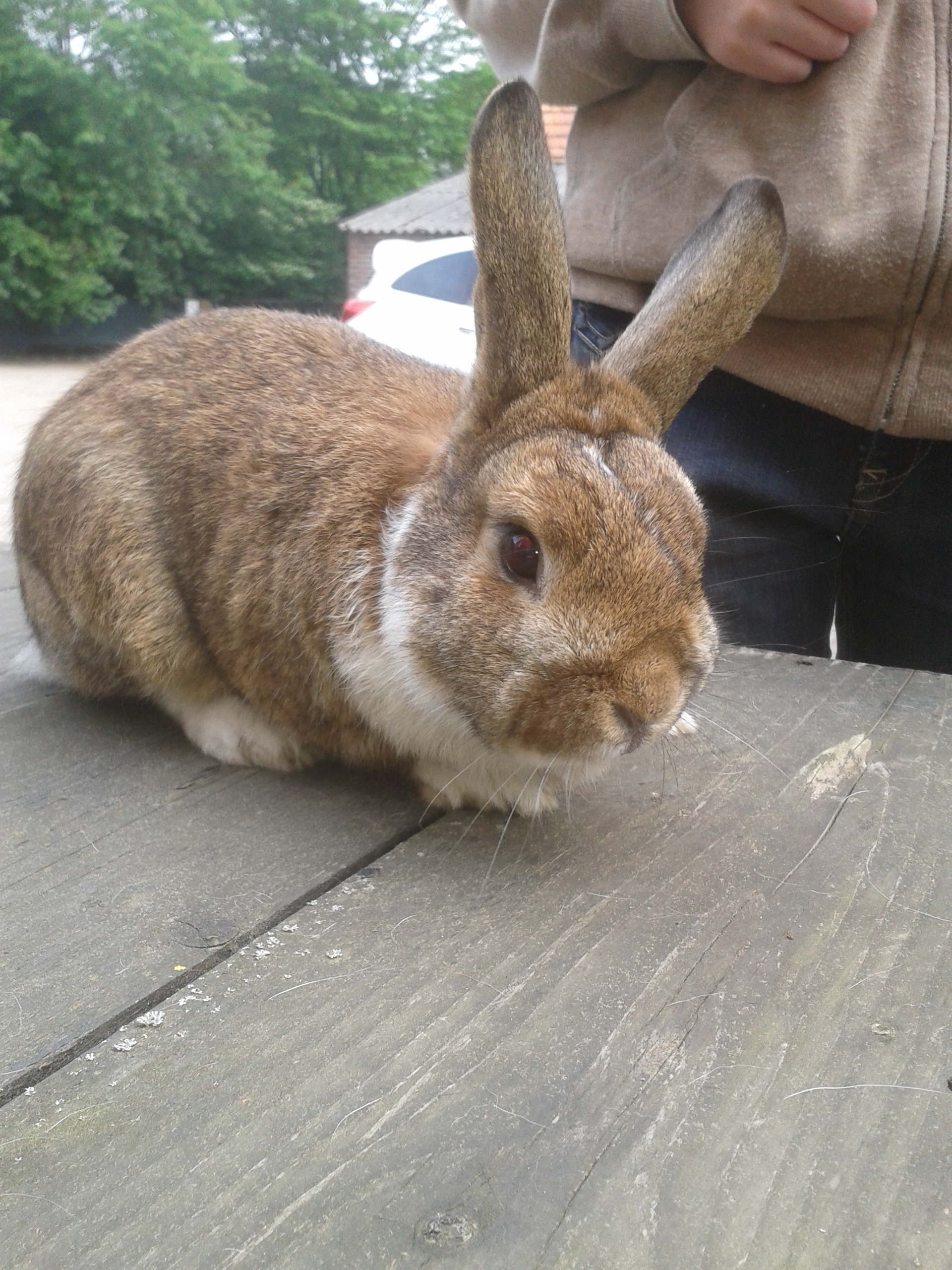 Rabbit